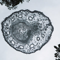 Macroscopic Slide - Pine Stem Window Cling - Vanessa Gelvin
 - 2